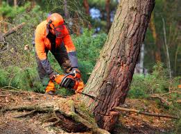 Leaf Removal in Buford, GA