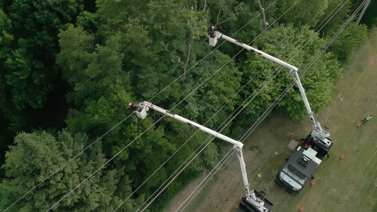 How Our Tree Care Process Works  in  Buford, GA